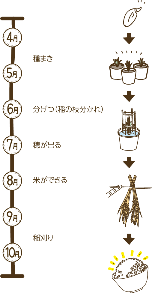 わが家の田んぼ ヘルススクラム